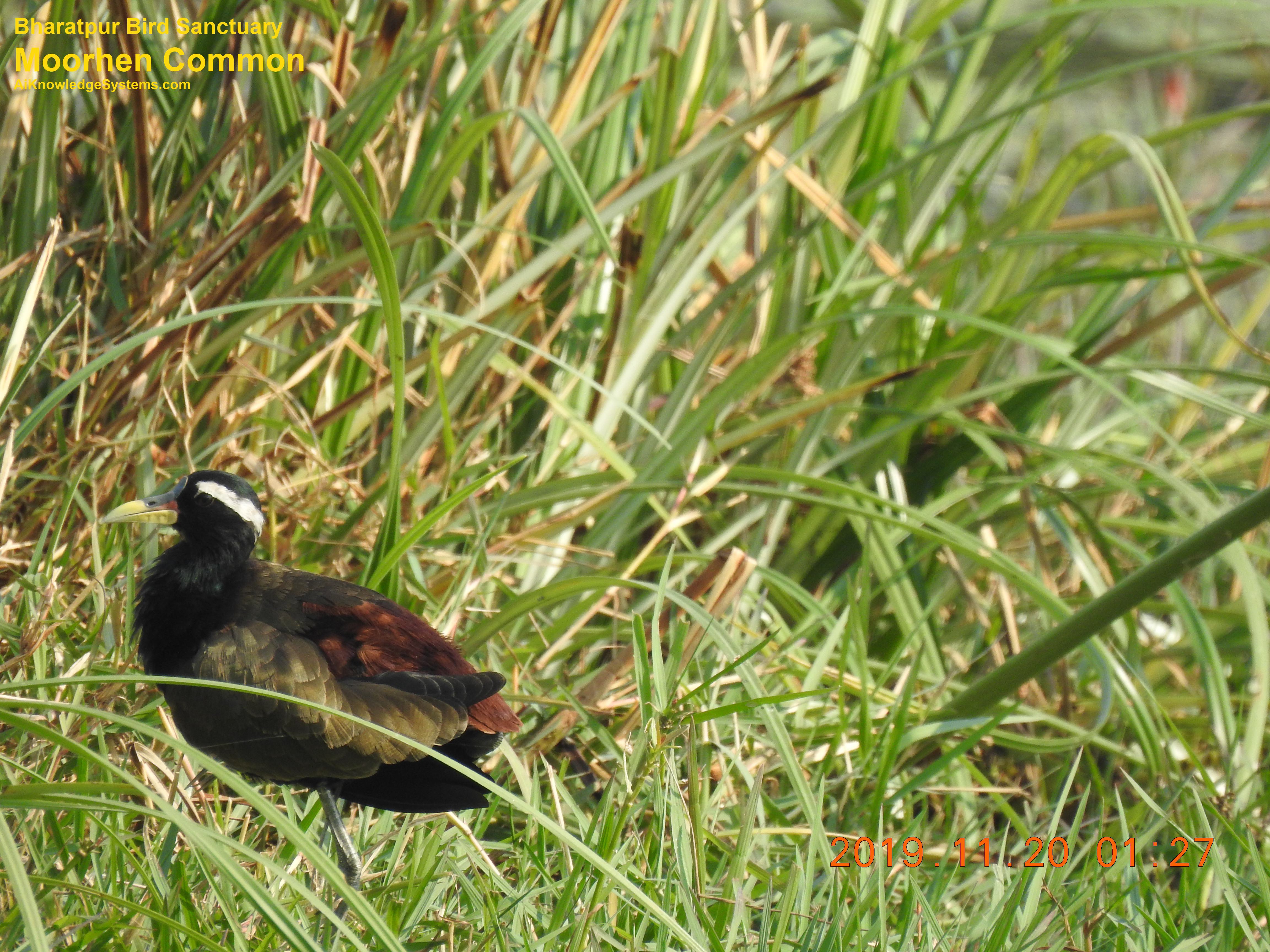 Moorhen Common (7) Coming Soon